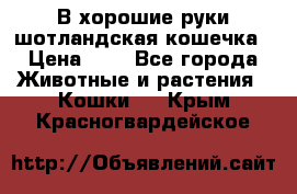 В хорошие руки шотландская кошечка › Цена ­ 7 - Все города Животные и растения » Кошки   . Крым,Красногвардейское